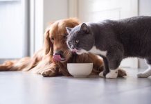 Conoce por qué los perros tienen una dieta más variada que los gatos, tienen alimentaciones y deseos diferentes