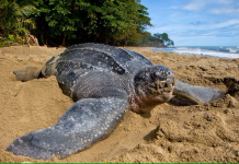 Las tortugas marinas en peligrö de extïnción están recuperándose, según estudio