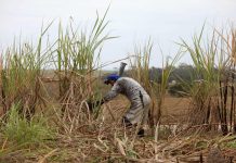 Clima adverso en Brasil provocará cäída del 2% en cosecha de caña de azúcar