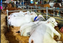 Feria Agroturística de Anzoátegui 2025 culmina con éxito demostrando las potencialidades de desarrollo no petrolero de esta región (+ Fotos)