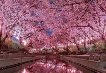 ¡Espectáculo único de la naturaleza! Japón se tiñó de rosado tras la floración de cerezos y las imágenes cautivan al mundo (+ Fotos)