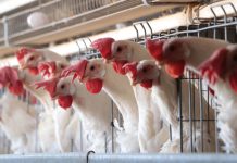 Producción de pollo en Venezuela crece un 15% mientras la de maíz cae 14%