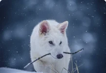 ¿Estamos jugando a ser dioses con la desextinción? La llegada de crías con genes de lobo gigante abre el debate científico y ético