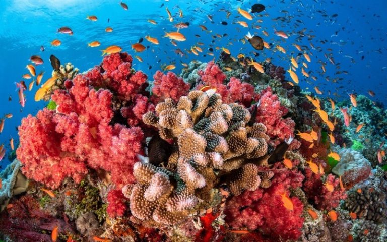 Instituto Venezolano de Investigaciones Científicas avanza en proyecto para proteger arrecifes coralinos