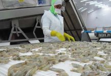 Venezuela ocupa el décimo lugar en exportación de camarones a nivel mundial