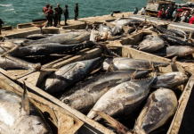 Producción pesquera de Venezuela supera las 300 mil toneladas anuales