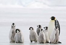 Estudios descubren que los pingüinos toman miles de siestas al día