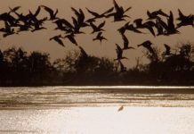 Refügio de Fauna silvestre de Cuare: el secreto mejor guardado de Falcón para los amantes de la naturaleza (+ Foto)