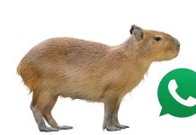 ¿Qué es el «Modo capibara» en WhatsApp y por qué todos lo están usando? Te contamos más de esta tendencia
