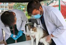 Jornada de esterilizäción para mascotas llegará al municipio Naguanagua este próximo 26-abr