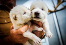 Científicos biotecnológicos logran desextinción del Lobo Terrible tras 12 mil años de desaparición y los debates éticos iniciaron