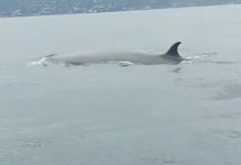 ¡Una belleza! Captan ejemplar de ballena sardinera en La Guaira