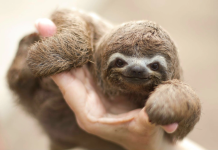 Ver imágenes adorables de animales mejoran la concentración, según estudios