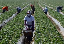 Donald Trump indicó que algunos migrantes trabajadores en ciertos sectores podrían volver a Estados Unidos de forma legal