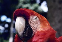 Por la conmemoración del día de la tierra liberarán a cinco guacamayas bandera criadas en caütiverio