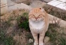 Mürió la «Hachiko» rusa: una gatita que esperó a su dueño sobre su tumba durante siete años
