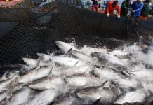 Más de 50 armadores debaten plan para reactivar pesca industrial en Sucre y Anzoátegui