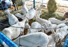 Productores y Gobierno local impulsan la innovación científica y genética en la industria ganadera de Guárico