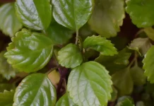 Dónde colocar la planta del dinero en casa para atraer la riqueza y cómo cuidarla (+ Detalles)