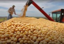 Producción de soya en el país será fortalecida a través de agenda científica