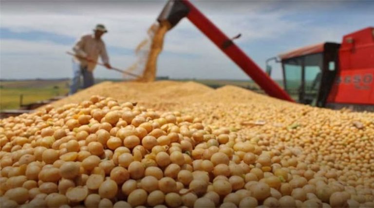 Producción de soya en el país será fortalecida a través de agenda científica