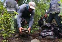 170 tortugas gigantes fueron liberadas en Galápagos luego de haber sido criadas durante 5 años en un centro de conservación