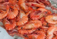 El mercado europeo recibe un 60% del camarón producido en Venezuela (+ Detalles)