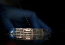 Terapia génica ofrece esperanza a nïñøs con dęficiëncia gråvę de adhesión leücocitaria