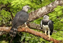 La majestuosa Águila Harpía: Reina de la selva venezolana amënazada por la extïnción