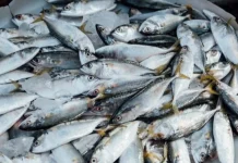 Ricas en Omega 3: descubre los efectos milagrosos de las sardinas en tu salud cerebral