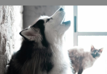 Qué significa que tu perro aúlle, según expertos veterinarios (+ Detalles)