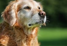 Demenciä en perros: ¿Cómo reconocer las señales y brindar el mejor cuidado a tu amigo?