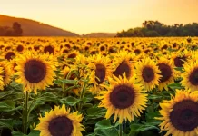 Girasoles: todo lo que debes saber sobre esta flor de verano de vibrante color amarillo