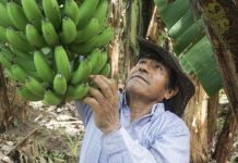 América Latina podría perder dos tercios de sus zonas aptas para el cultivo de banano por el cambio climático