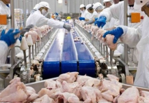 Más de 20 países suspenden importaciones de pollo desde Brasil tras brote de gripe aviar