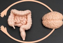 Por qué la conexión entre el intêstino y el cerebro es tan importante para nuestra salud y cómo podemos mejorarla (+ Detalles)