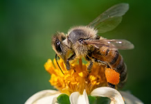 ¿Por qué las abejas son esenciales para las personas y para el planeta?