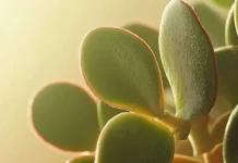 La planta de dinero: el toque verde que activa la prosperidad
