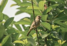Conoce cuál es el árbol frutal más fácil de cuidar, no rompe el suelo, da sombra y frutos todo el año (+ Detalles)