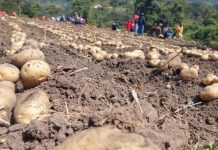 Víctor Clark destina un 25% del presupuesto regional a la agricultura con el objetivo de optimizar la producción de Falcón (+ Fotos)