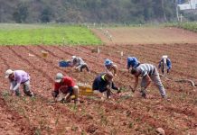 Venezuela e Irak avanzan en materia de cooperación agrícola para productos como el café, el cacao y frutas tropicales