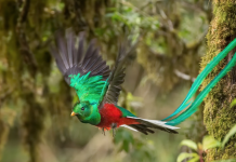 Descubren en Mérida una deslumbrante nueva especie de Quetzal en Venezuela