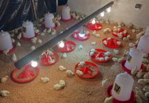 Proyecto avícola de la Consulta Popular arrancó de forma exitosa en la Comuna Bahía de Barcelona (+ Fotos)