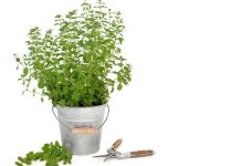 Debe hacerse en macetas: sigue estas recomendaciones para cultivar orégano en un pequeño espacio en casa
