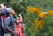 Más de 800 aves observadas, 5 nuevas especies y el 5to lugar en el ránking mundial: Venezuela se posiciona en el mundo como un destino ideal del aviturismo