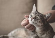 Misterio Felino: ¿Guardianes energéticos en nuestros hogares?