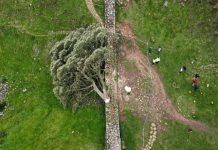 Condenados dos hombres por talar el famoso árbol ‘»Sycamore Gap» en el norte de Inglaterra
