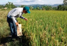 Productores venezolanos impulsan cosecha de arroz: Con un 20% de siembra y crecimiento anual sostenido