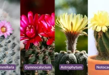 Sabías qué las flores de los cactus solo salen cuando la planta está madura (+ Detalles)