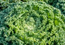 Descubra el «superalimento» verde que fortalece su corazón, huesos y visión